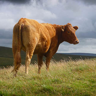 Moreish online organic butchery free range grass fed delivered online nationwide side of aged beef 